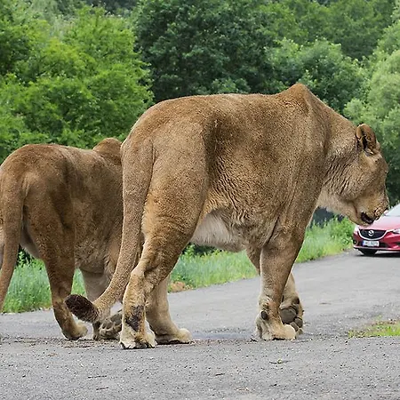 Na Břehu Rybníka Pupek * Kohoutov
