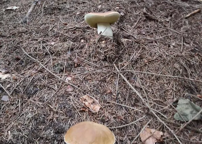 Na Břehu Rybníka Pupek Kohoutov
