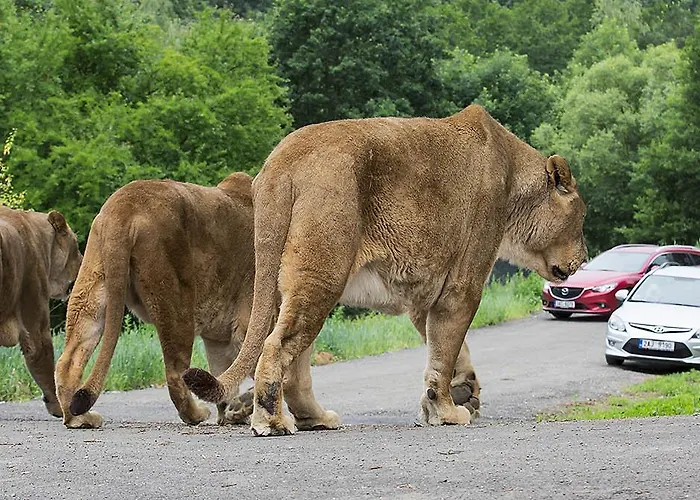 Na Břehu Rybníka Pupek * Kohoutov